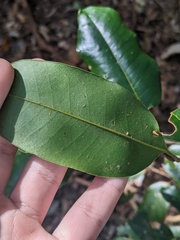 Mischocarpus pyriformis