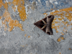 Melipotis fasciolaris