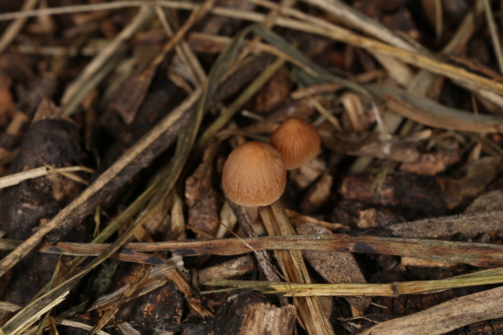 Parasola psathyrelloides