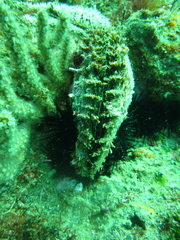 Pinctada mazatlanica