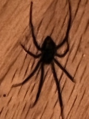 Latrodectus hesperus