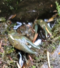 Pacifastacus leniusculus