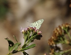 Hesperocharis marchalii