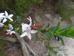 Philotheca buxifolia