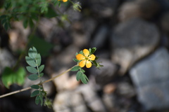 Kallstroemia parviflora