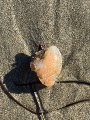 Aplidium californicum
