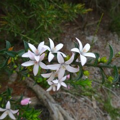 Philotheca buxifolia