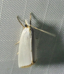 Urola nivalis
