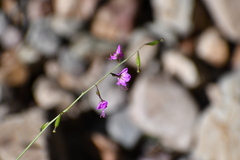 Cyphomeris gypsophiloides