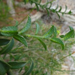 Philotheca buxifolia