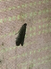 Phycitodes reliquellum