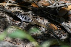 Aspidoscelis scalaris