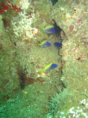 Chromis limbaughi