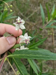 Gomphocarpus