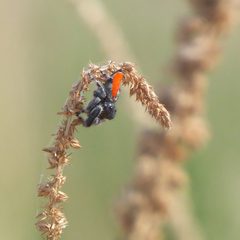 Phidippus carneus
