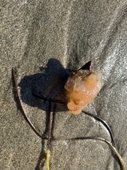 Aplidium californicum