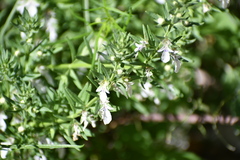 Teucrium laciniatum