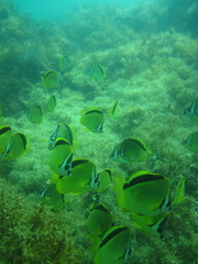 Johnrandallia nigrirostris