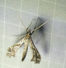 Lineodes integra