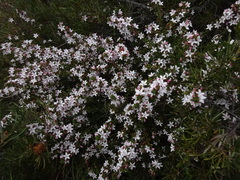 Philotheca buxifolia