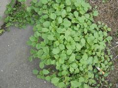 Amaranthus blitum