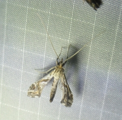 Lineodes integra