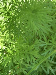 Artemisia capillaris