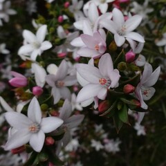 Philotheca buxifolia