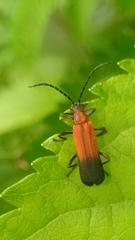 Fissocantharis opaca