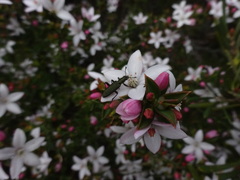 Philotheca buxifolia