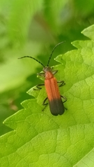 Fissocantharis opaca