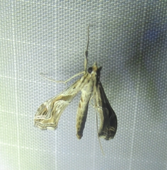 Lineodes integra