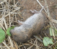 Microtus arvalis