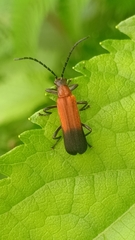 Fissocantharis opaca