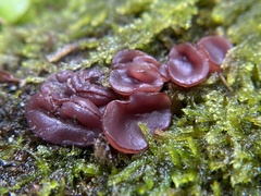 Ascocoryne cylichnium