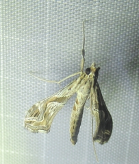 Lineodes integra