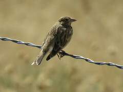 Calcarius ornatus