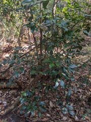 Mischocarpus pyriformis