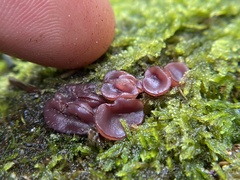 Ascocoryne cylichnium