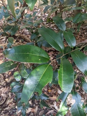 Mischocarpus pyriformis