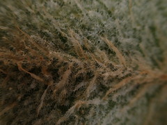Elaphoglossum paleaceum