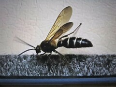 Megacampsomeris prismatica