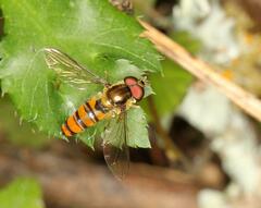 Episyrphus
