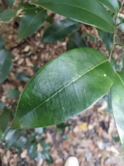 Mischocarpus pyriformis