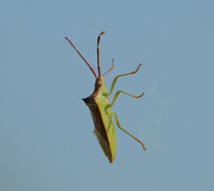 Gonocerus insidiator