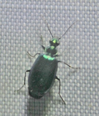 Lebia
