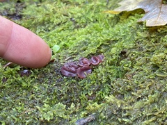 Ascocoryne cylichnium