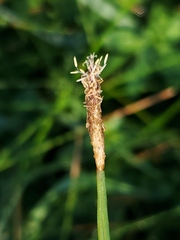 Eleocharis
