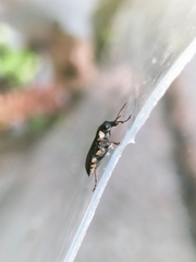 Apagobelus brevirostris