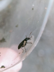 Apagobelus brevirostris